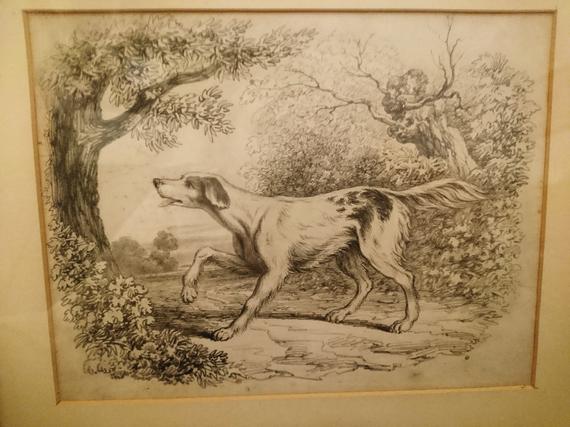 570x427 antique dog drawing, century, study of a hunting dog, pencil - Hunting Dog Drawing