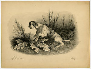 300x227 antique drawing hunting dog pointer stark ebay - Hunting Dog Drawing