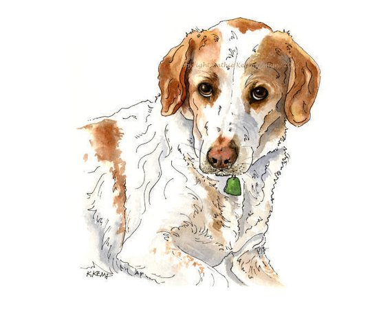 570x456 beagle custom dog drawings portraits pen and ink watercolor etsy - Hunting Dog Drawing