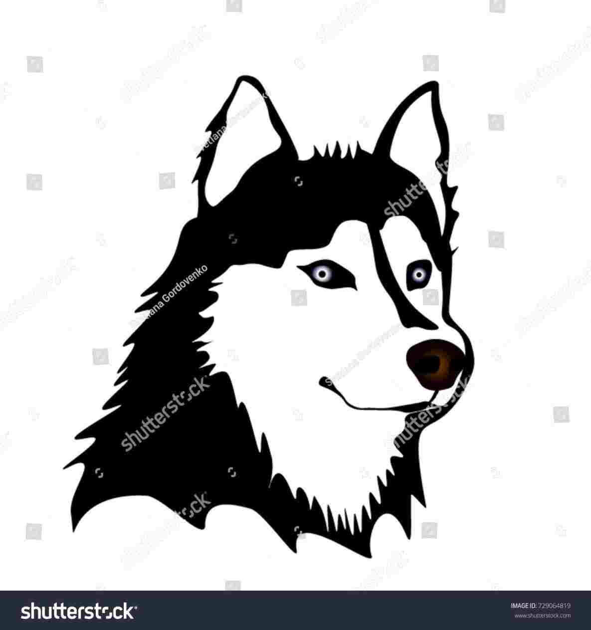 1185x1263 Husky Cartoon Drawing - Husky Cartoon Drawing