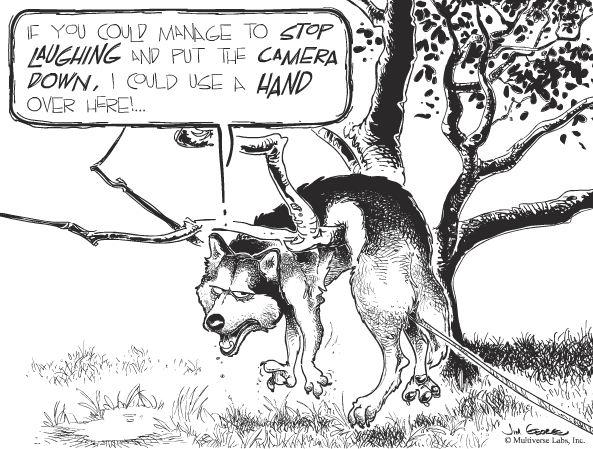 593x449 Cartoon - Husky Cartoon Drawing