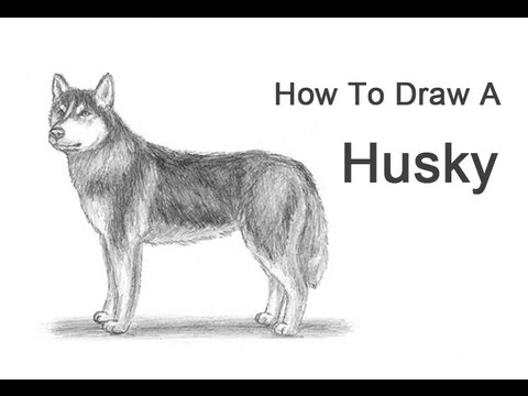480x360 How To Draw A Dog - Husky Dog Drawing