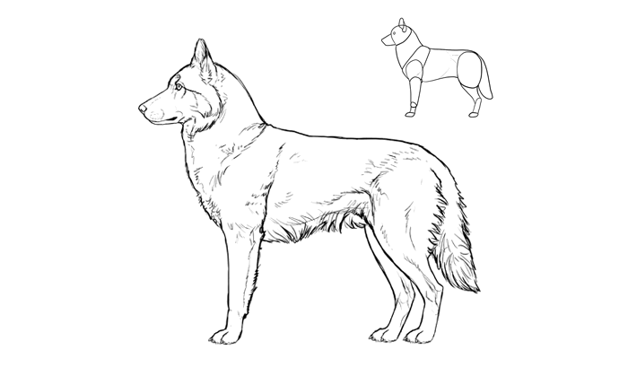 700x409 How To Draw A Dog Details Make The Difference - Husky Dog Drawing