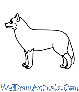 300x350 How To Draw A Husky Dog - Husky Dog Drawing