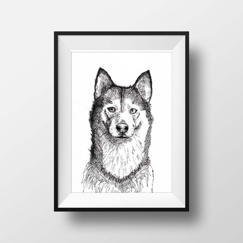Husky Dog Drawing at PaintingValley.com | Explore collection of Husky ...