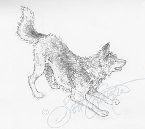 499x443 husky dog the art of scott gustafson - Husky Dog Drawing