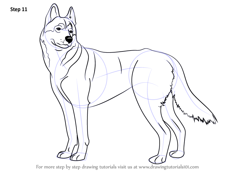 844x599 Learn How To Draw A Husky - Husky Dog Drawing