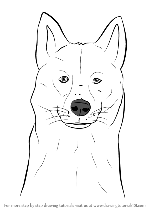567x800 Learn How To Draw A Siberian Husky Dog Head - Husky Dog Drawing