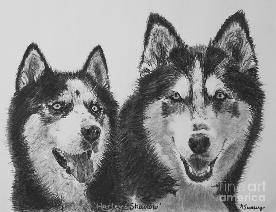 900x692 Siberian Husky Dogs Sketched In Charcoal Drawing - Husky Dog Drawing