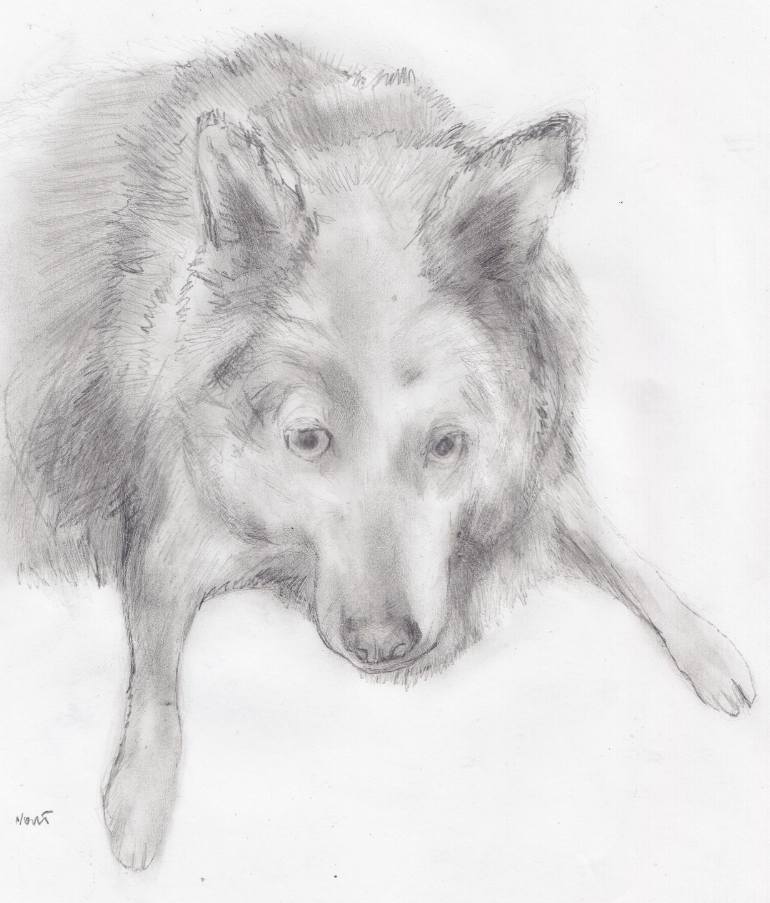 770x903 oliver husky dog mix laying down drawing - Husky Dog Drawing