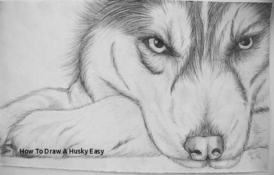 564x360 how to draw a husky easy siberian husky drawing pencil siberian - Husky Drawing