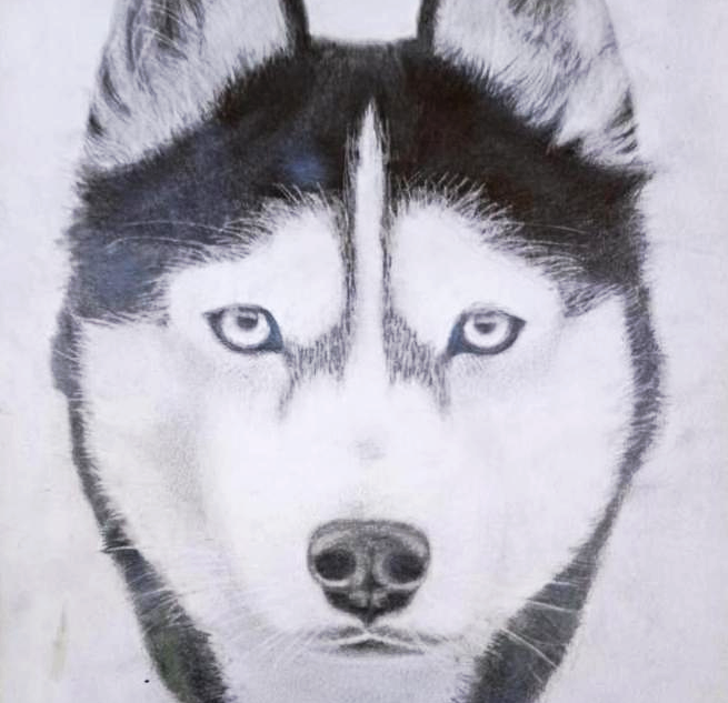 655x633 How To Draw A Husky Tutorial With Tips And Techniques Steemit - Husky Drawing