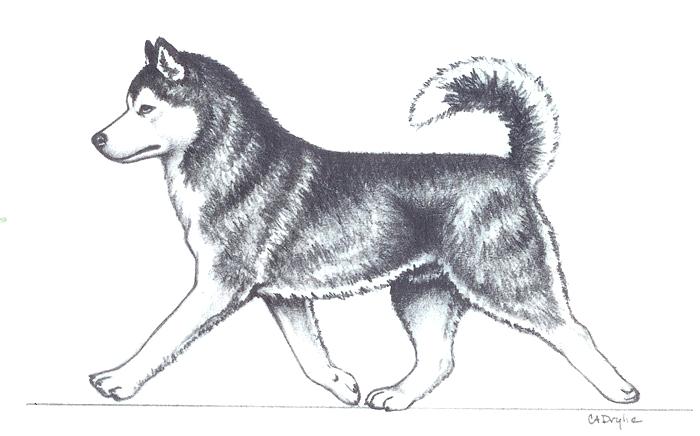 700x436 husky drawing dog drawings in pencil easysurfer - Husky Drawing