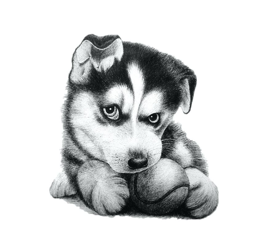 Husky Puppy Drawing Easy