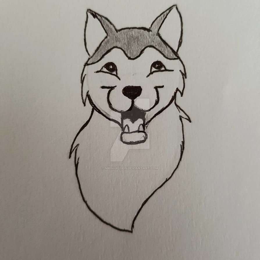 894x894 Husky Drawing - Husky Drawing