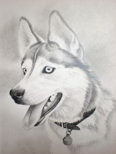 236x314 husky face drawing finding dory husky drawing, drawings, husky - Husky Drawing