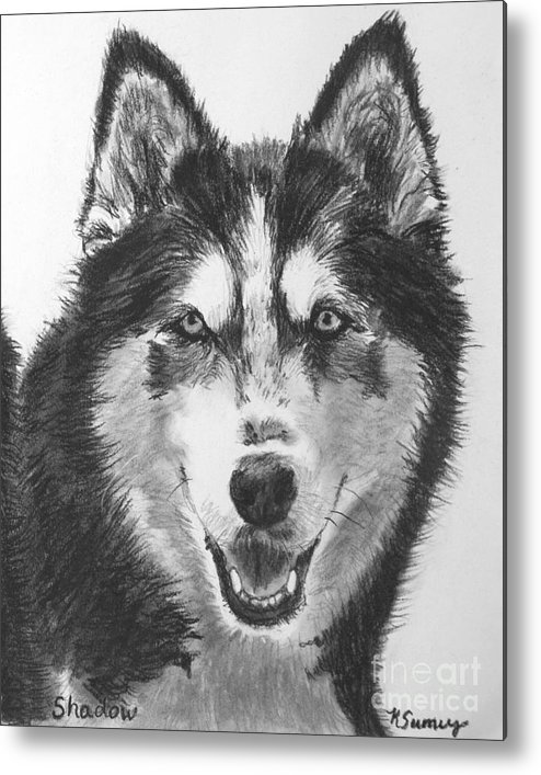 494x707 Siberian Husky Drawing Metal Print - Husky Drawing
