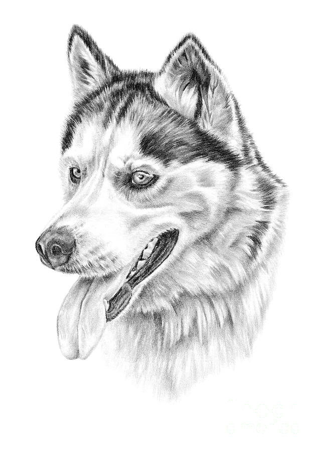 636x900 Siberian Husky Drawing - Husky Drawing