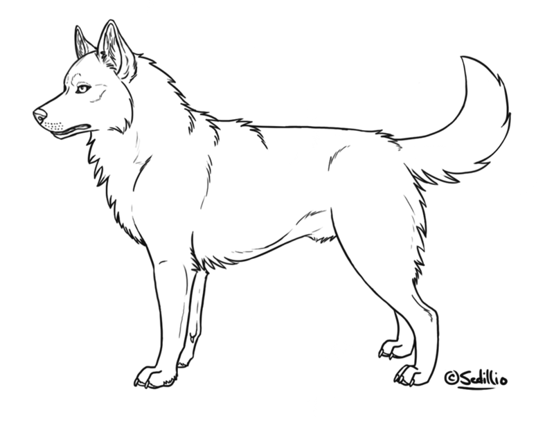 800x608 Collection Of Free Husky Drawing Lineart Download On Ui Ex - Husky Drawing
