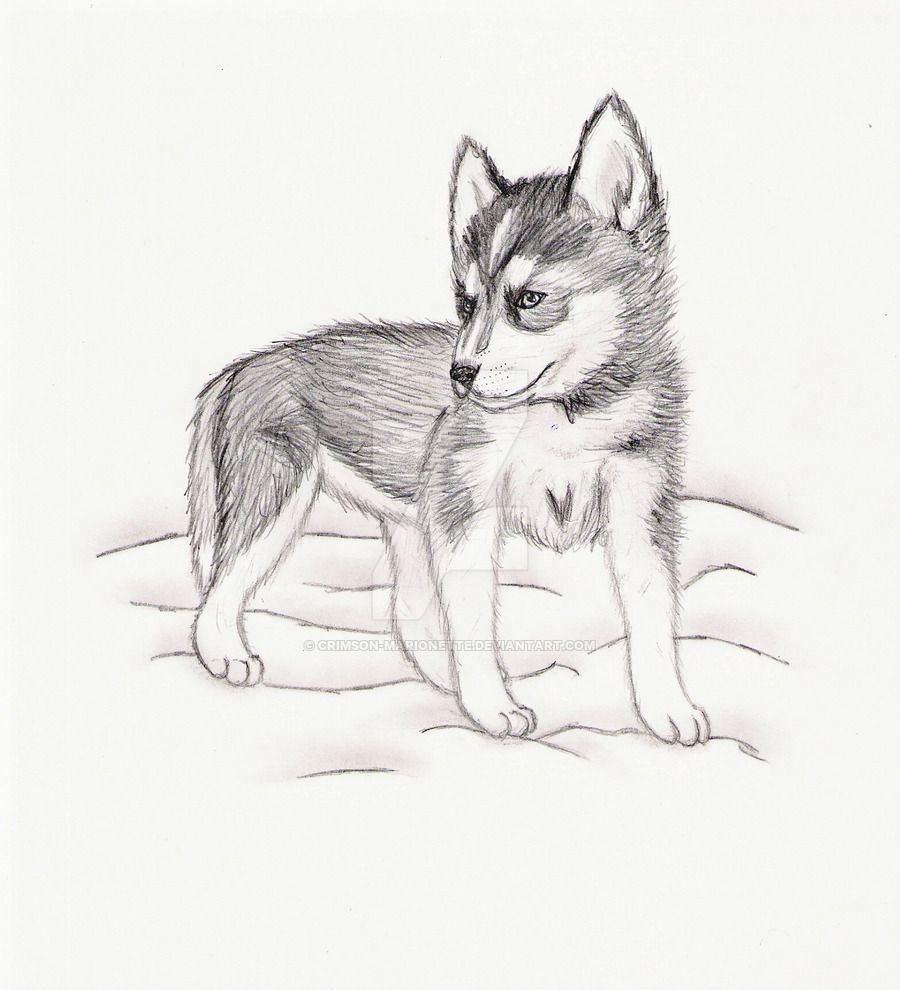 900x990 Easy Husky Puppy Drawings - Husky Drawing Easy