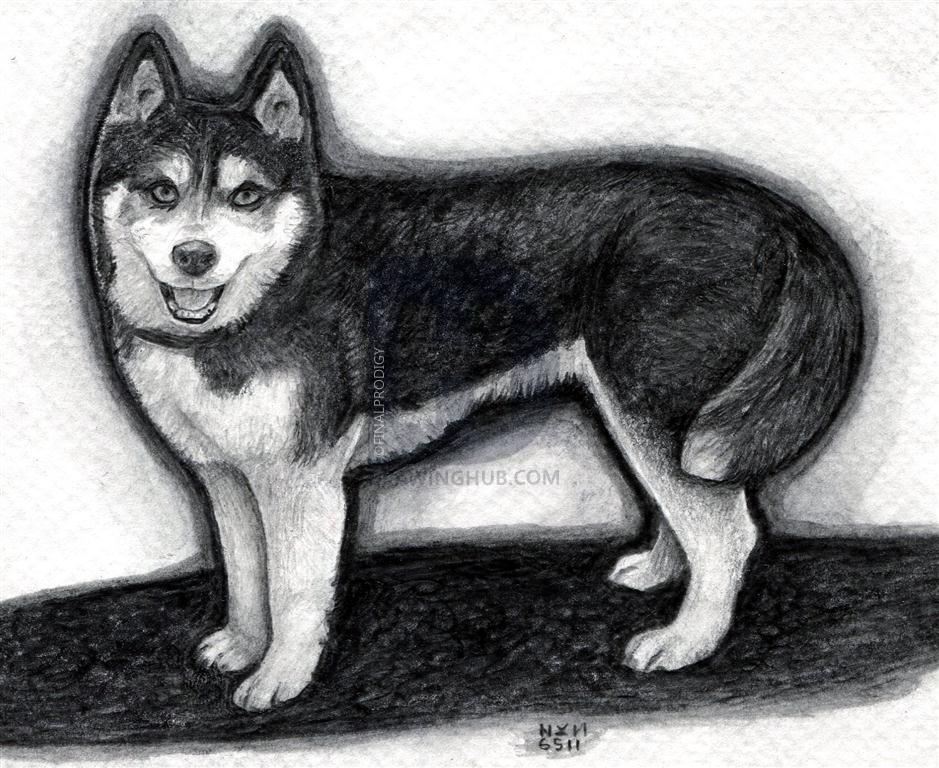 939x768 How To Draw A Realistic Husky, Step - Husky Drawing Easy