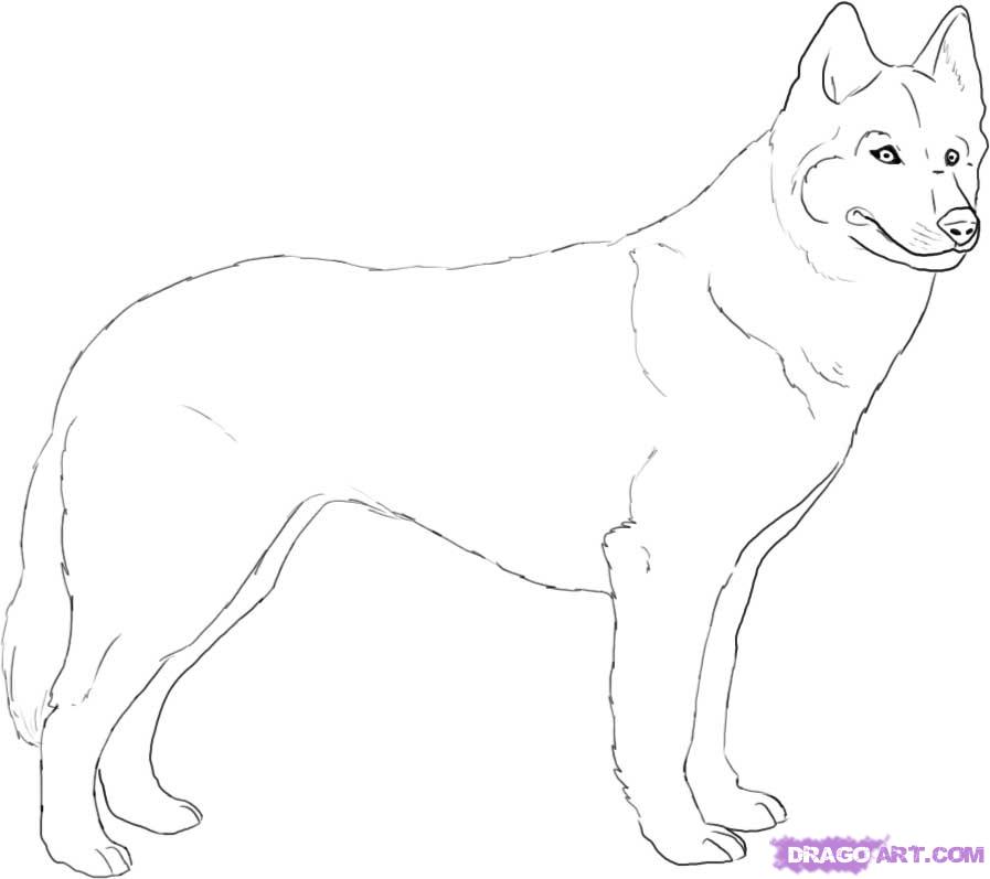 897x797 How To Draw A Husky, Step - Husky Drawing Easy