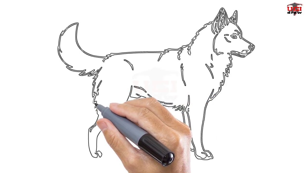 1280x720 How To Draw A Husky Easy Step - Husky Drawing Easy