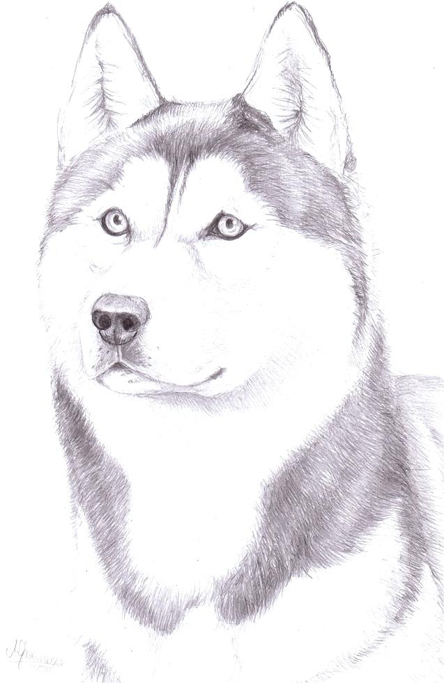 637x981 Husky Drawing Draw A Step - Husky Drawing Easy