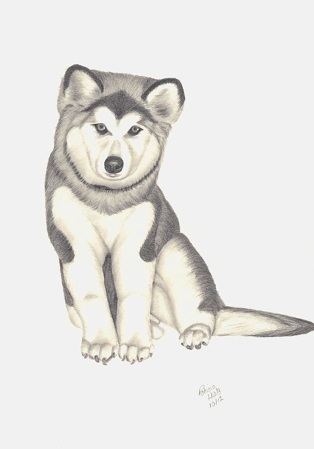 Husky Drawing Easy at Explore collection of Husky