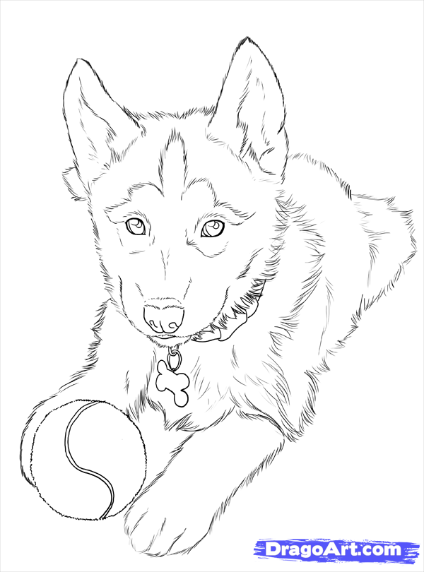 600x810 How To Draw Huskies, Draw A Husky Step - Husky Drawing Easy