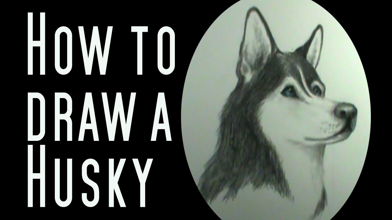 1280x720 How To Draw A Husky - Husky Face Drawing