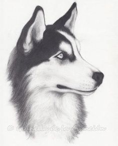 235x291 husky face drawing finding dory husky drawing, drawings, husky - Husky Face Drawing