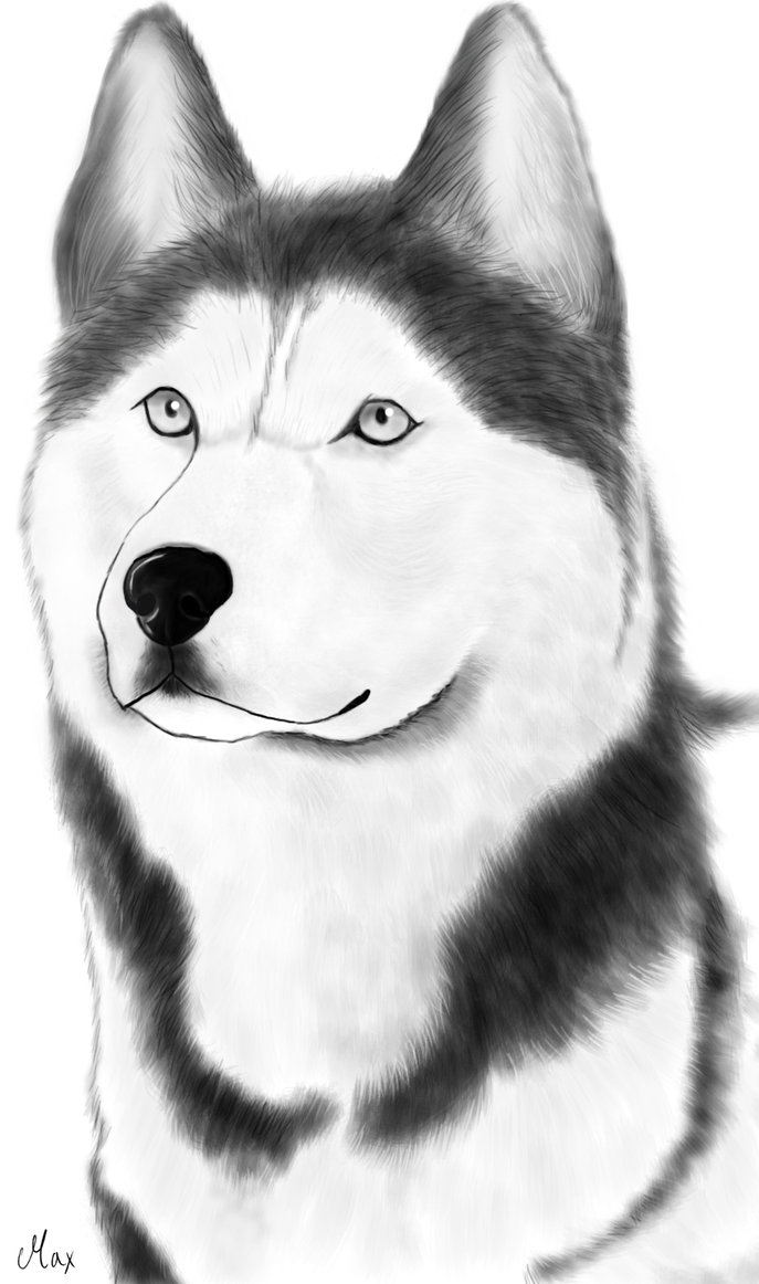 Husky Face Drawing at Explore collection of Husky