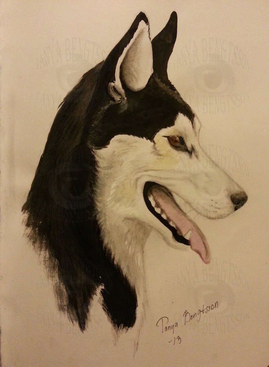 900x1227 Siberian Husky Face Drawing - Husky Face Drawing