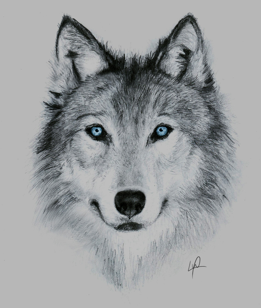 Husky Face Drawing at PaintingValley.com | Explore collection of Husky ...