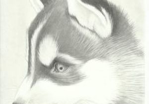 300x210 drawing of a husky dog husky face drawing finding dory husky - Husky Face Drawing