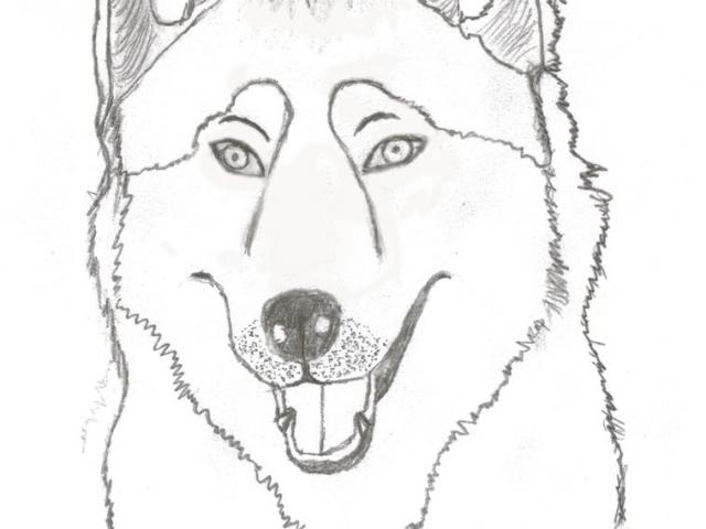 Husky Face Drawing at PaintingValley.com | Explore collection of Husky ...