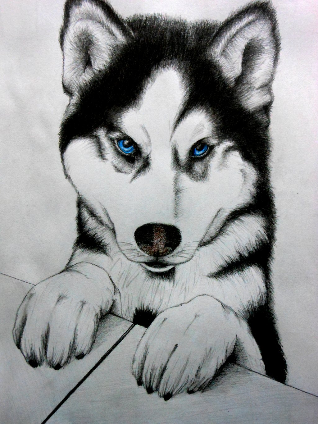 Animal Sketch Husky Drawings for Adult