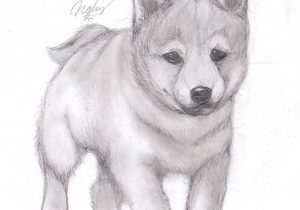 300x210 How To Draw A Realistic Husky Puppy With Drawing Of A Siberian - Husky Puppy Drawing