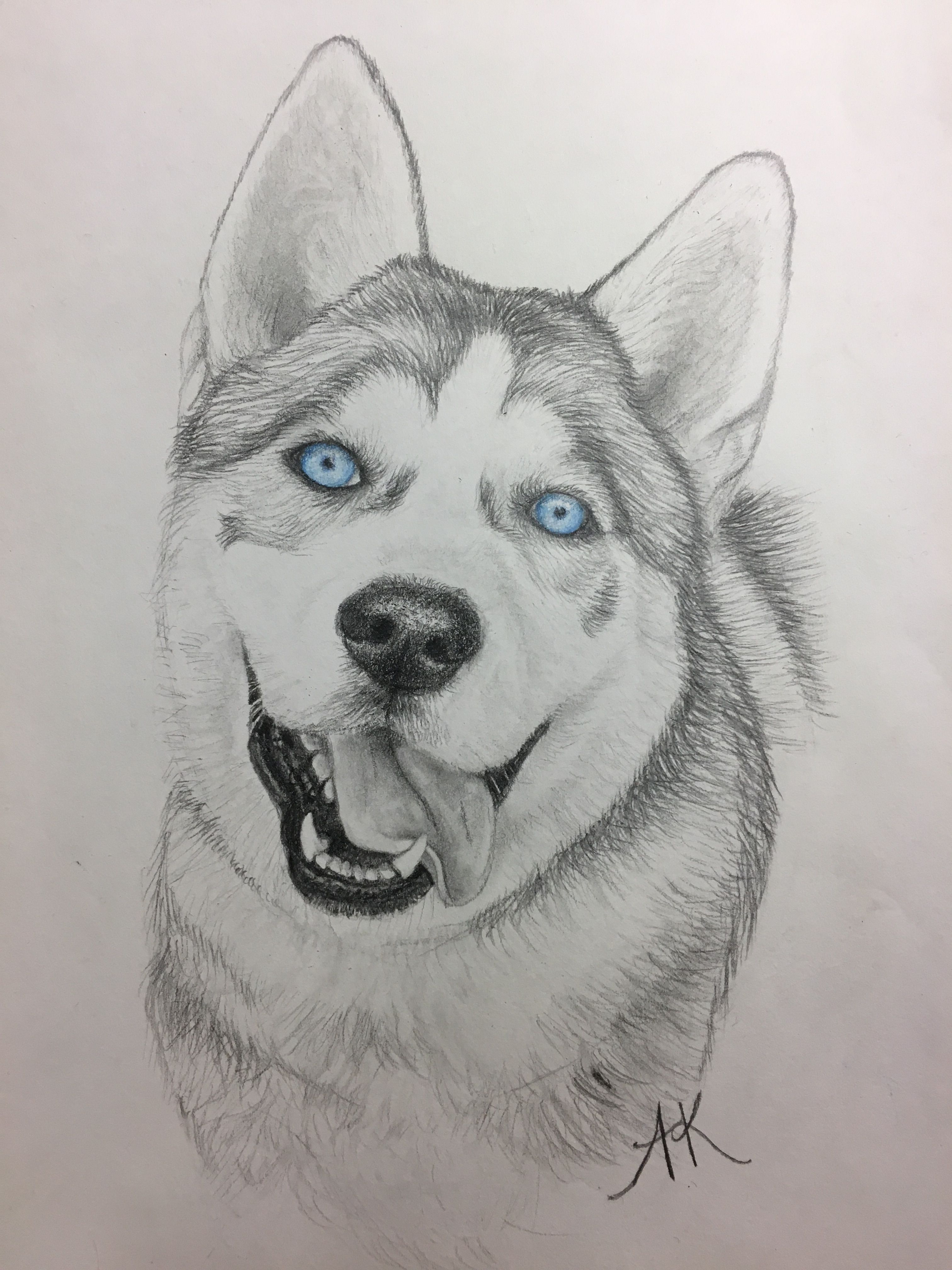 3024x4032 how to draw a realistic husky puppy with husky drawing free - Husky Puppy Drawing