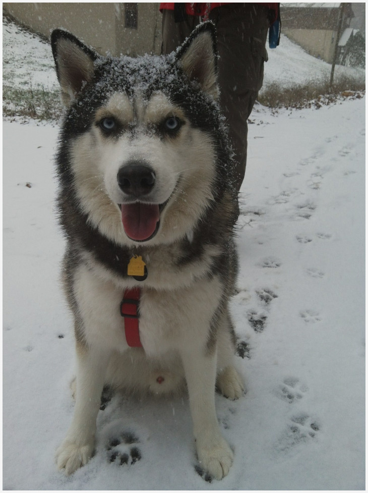 730x977 How To Draw A Siberian Husky Puppy Step - Husky Puppy Drawing