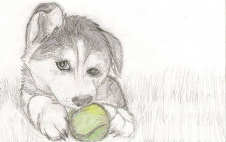 450x283 How To Draw Puppy Drawing Love To Draw Dogs So I Drew A Husky - Husky Puppy Drawing