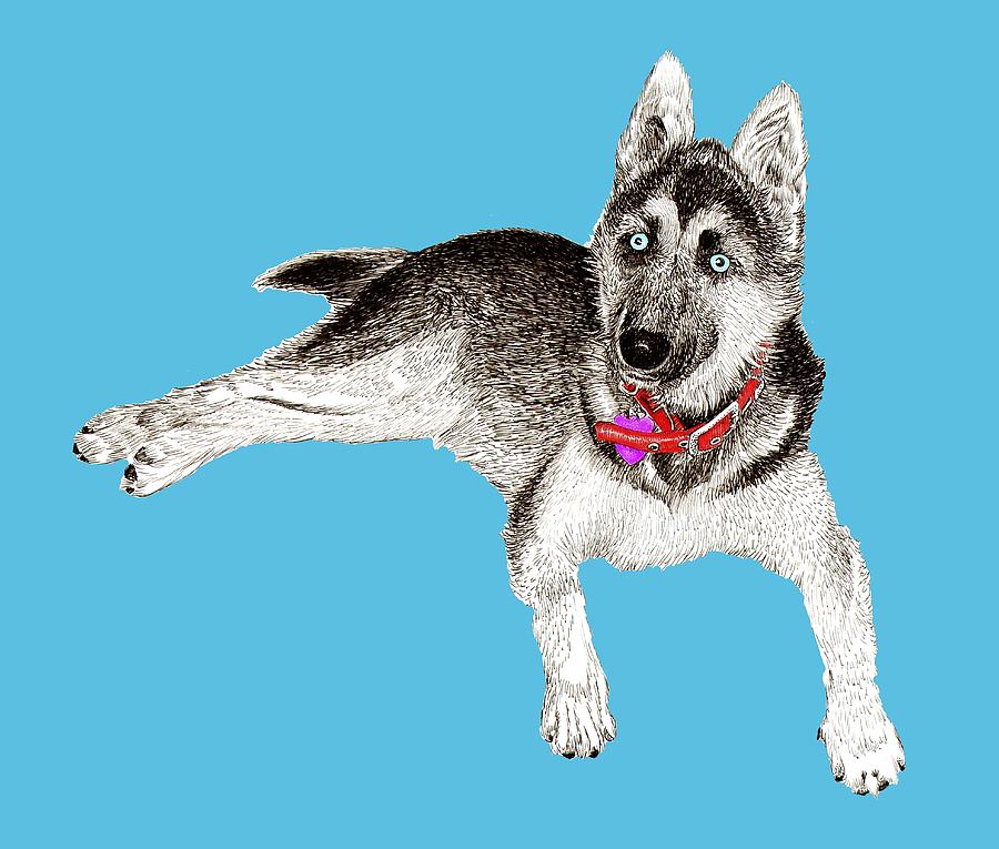 900x765 Husky Puppy Bella Drawing - Husky Puppy Drawing