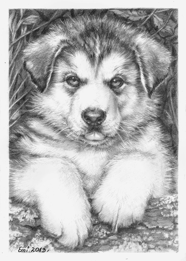 756x1057 Husky Puppy - Husky Puppy Drawing