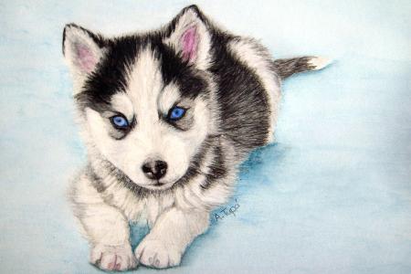 450x300 Husky Puppy Drawings Hd Wallpaper, Background Images - Husky Puppy Drawing