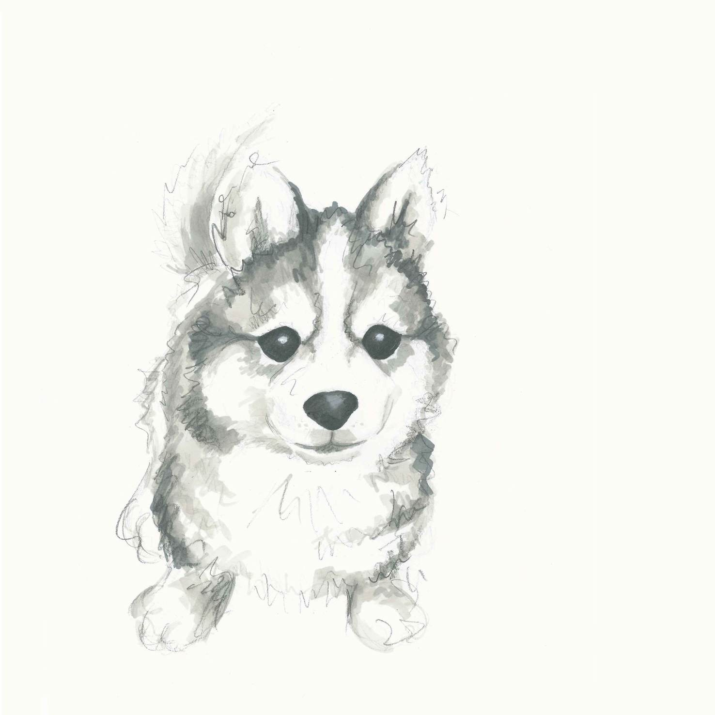 1476x1476 Kathleen Meaney Illustration Puppy Drawings - Husky Puppy Drawing