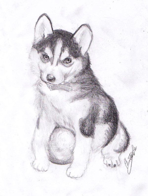 600x793 Drawings In Baby Huskies, Husky - Husky Puppy Drawing
