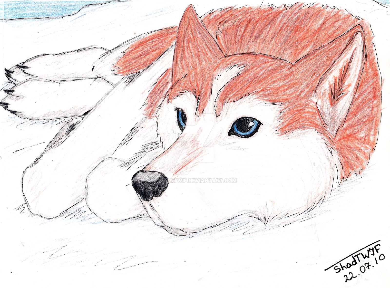 1600x1182 Red Husky - Husky Puppy Drawing