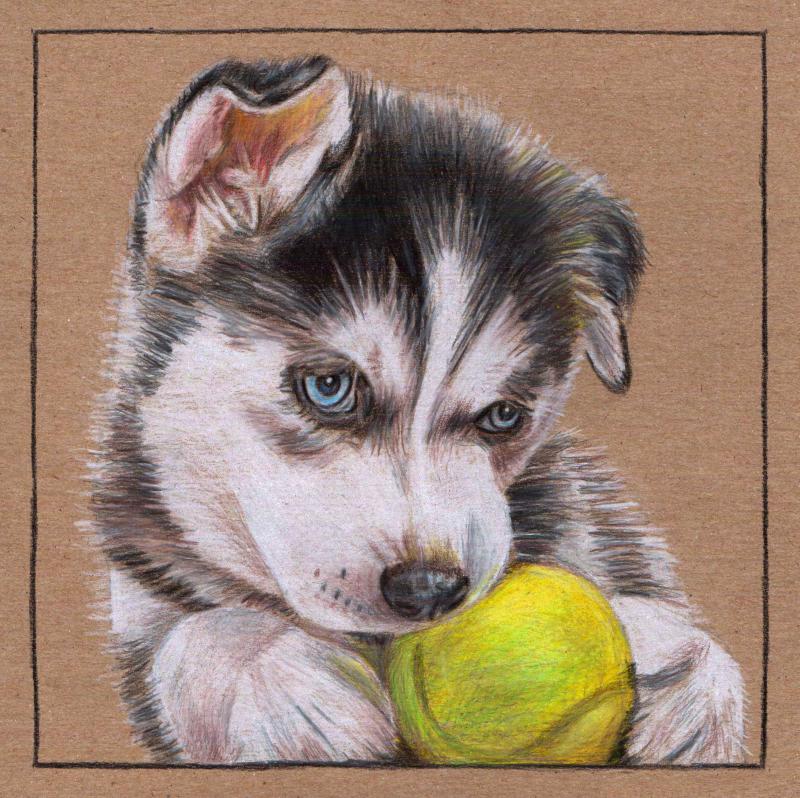 800x798 Siberian Husky Puppy - Husky Puppy Drawing