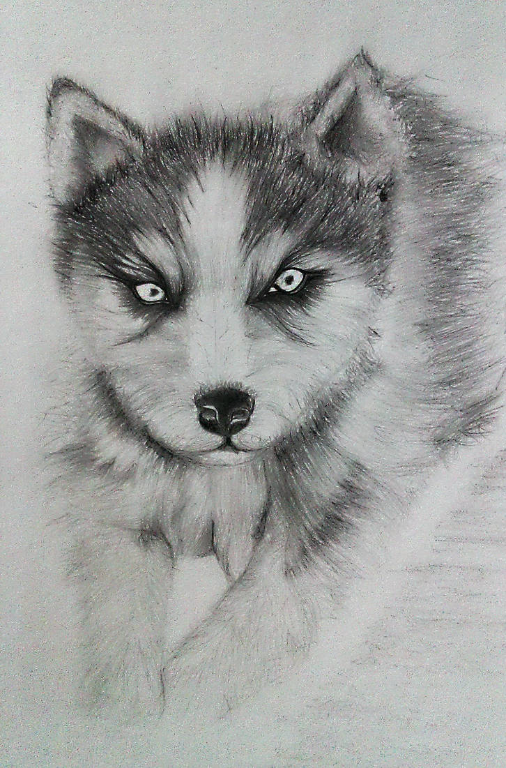 726x1101 Siberian Husky Puppy Drawing - Husky Puppy Drawing
